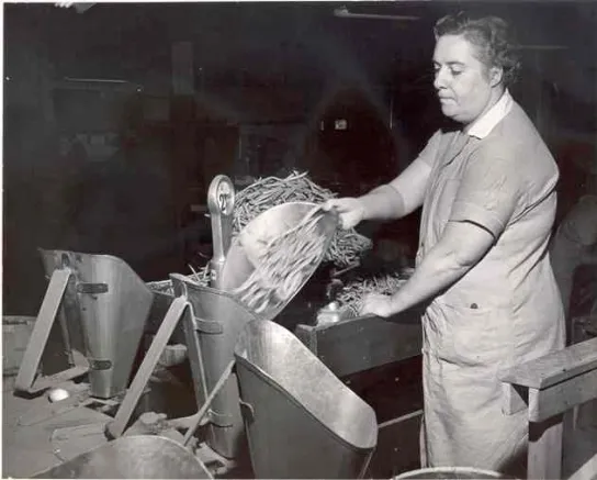 Anna Ferguson works in new jersey 1954